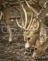 Close up with axis deer's head