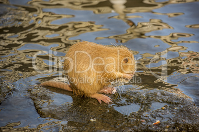 Coypu, a river rat, cleaning himself