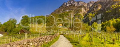 Country road through vineyards to the mountains