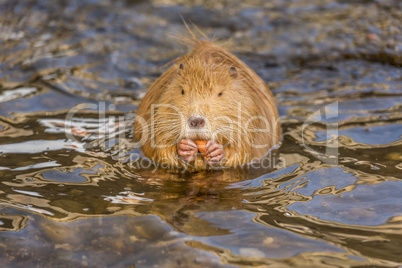 Frontal close up with a Coypu eating