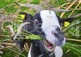 Goat eating grass