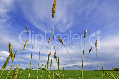 Grass threads under blue sky