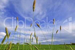 Grass threads under blue sky