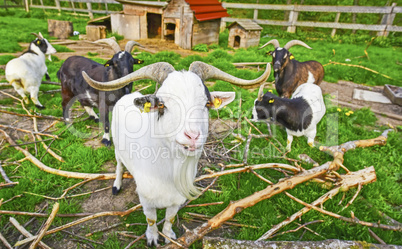 Long horned goat squad
