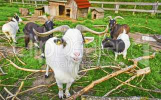 Long horned goat squad