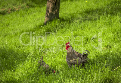 Mottled rooster in green meadow