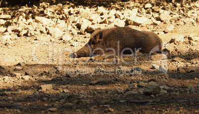 Wild boar resting