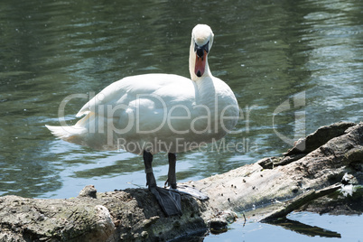 Weisser Schwan steht auf einem Baumstamm