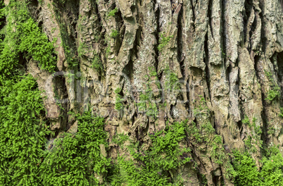 Oak tree bark background