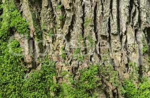 Oak tree bark background