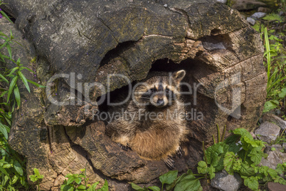 Raccoon hiding in a hollow stump