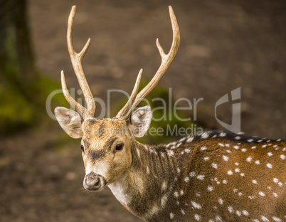 Spotted deer buck portrait image