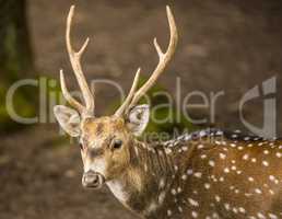 Spotted deer buck portrait image