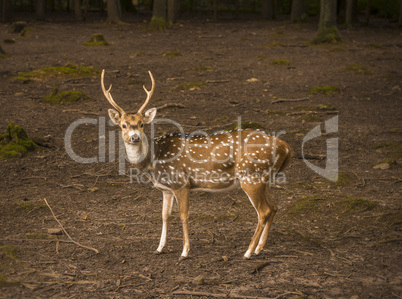 Spotted deer male profile image