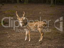 Spotted deer male profile image