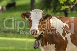 Swiss young cow