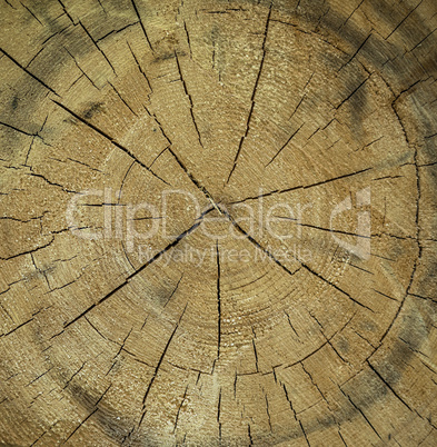 Tree section texture