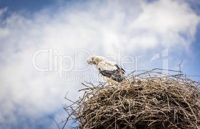 White stork against blue sky.
