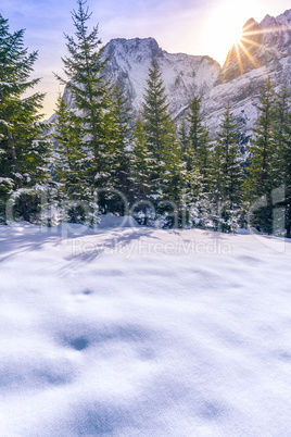 Winter sunshine over the forest and the Alps