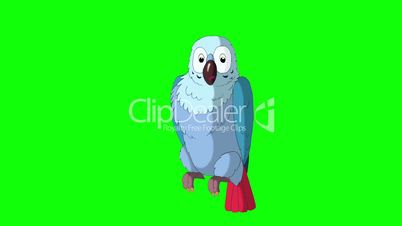 Blue Parrot Cleans Feathers. Classic Disney Style Animation.