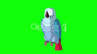 Blue Parrot Gets Angry. Classic Disney Style Animation