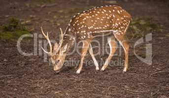 Young axis deer male searching food on ground.