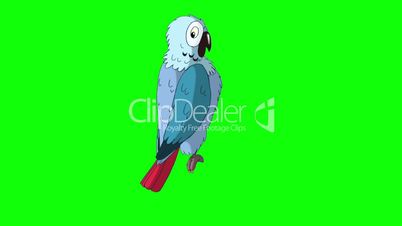 Blue Parrot Turns. Classic Disney Style Animation