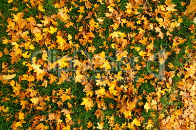 goldbraunes Herbstlaub