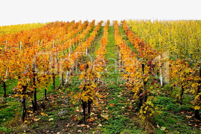 herbstlicher Weinberg bei Enkirch an der Mosel