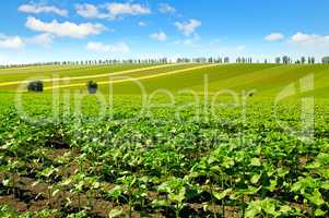 field sprouts sunflower and blue sky