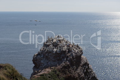 Basstölpel auf der Insel Helgoland