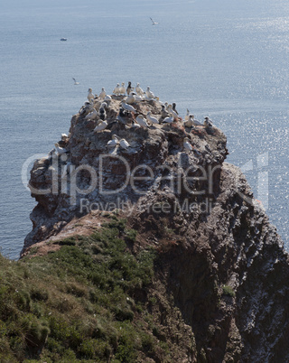 Basstölpel auf der Insel Helgoland