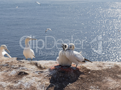 Basstölpel auf der Insel Helgoland