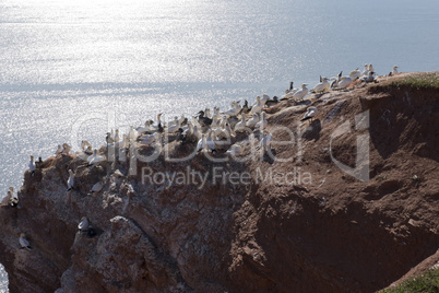 Basstölpel auf der Insel Helgoland