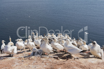 Basstölpel auf der Insel Helgoland