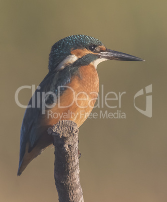 Kingfisher