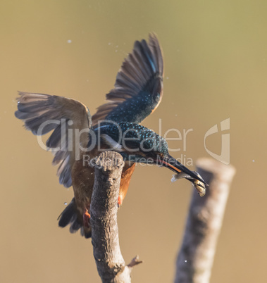 Kingfisher