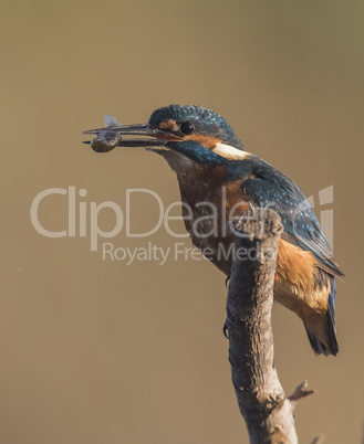 Kingfisher