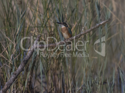 Kingfisher