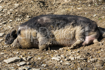 Wildschwein im Schlamm