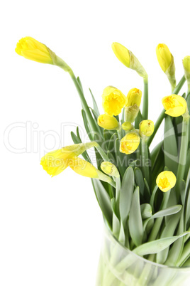 Yellow daffodils bouquet