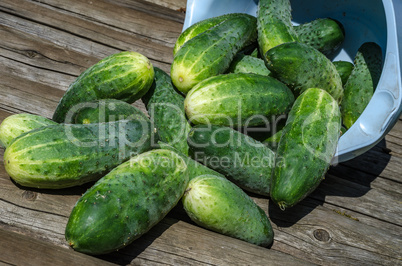 Cucumbers a vegetable garden