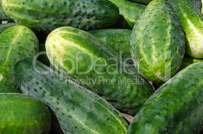 Cucumbers a vegetable garden