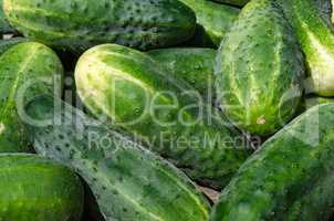 Cucumbers a vegetable garden