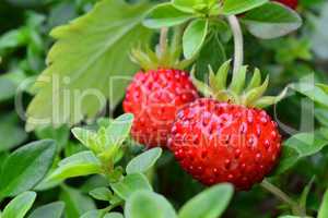 Wild strawberries and Thyme leaves, macro shot