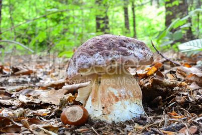 Young Pine bolete in the forest