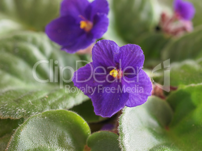 Violet Saintpaulia flower