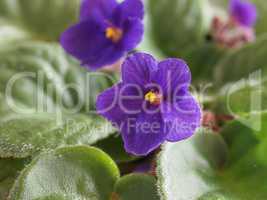 Violet Saintpaulia flower