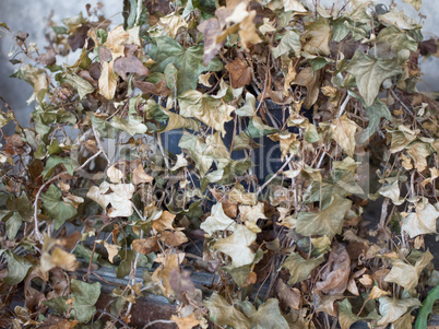 Dry Ivy plant