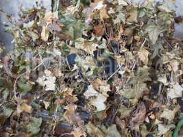 Dry Ivy plant